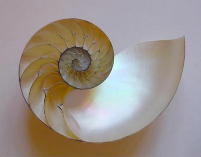 Concha del Nautilus, que reproduce perfectamente una espiral basada en la proporción áurea.